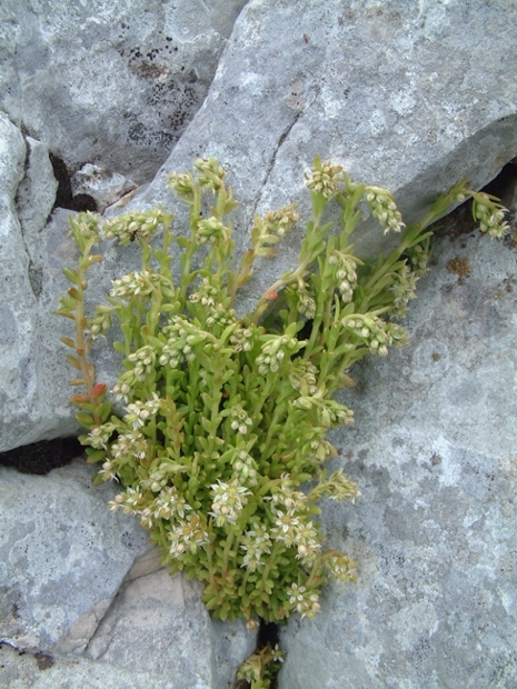 Sedum magellense / Borracina della Majella